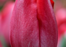 Tulipa Barcelona Candy ® (3)